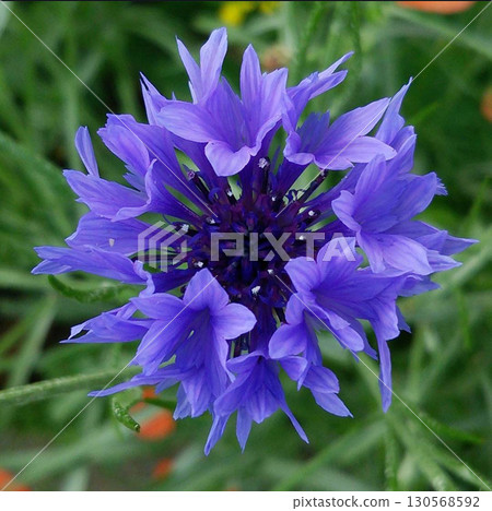 Purple flower Purple flower 130568592