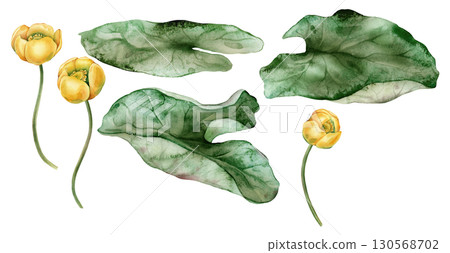 Set of watercolor illustrations: yellow water lily and green leaves. Hand-drawn, tropical and elegant, perfect for design projects. Beautiful Chinese water lily details. 130568702