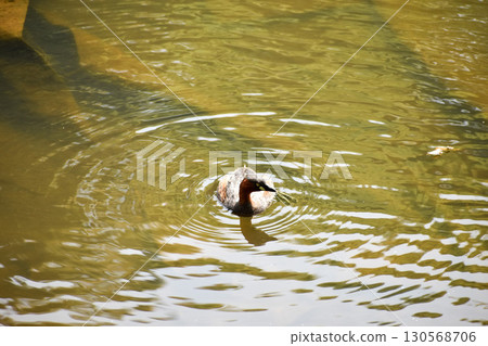 Little grebe swimming in the park pond Little grebe swimming in the park pond 130568706