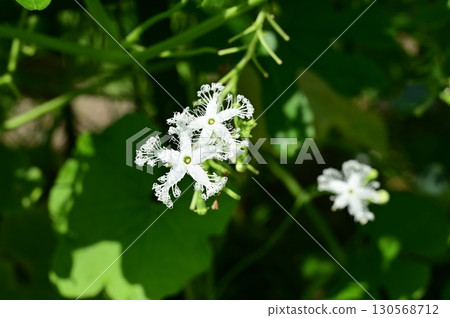 蛇瓜(葫蘆科)一年生植物 蛇瓜(葫蘆科)一年生植物 130568712