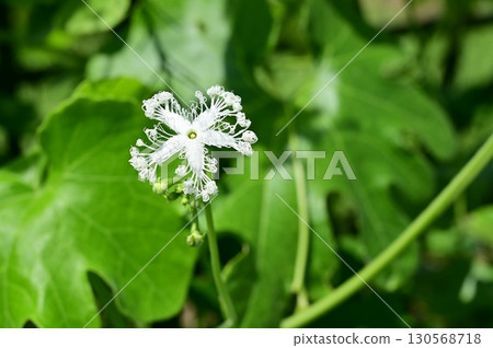 蛇瓜（葫蘆科）一年生植物 130568718