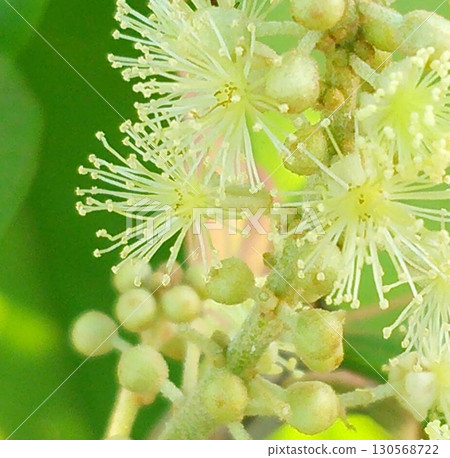 綠色植物 綠色植物 130568722