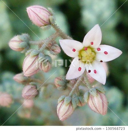 小花 小花 130568723
