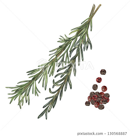 Rosemary herb branch with peppercorns watercolor illustration on white background Rosemary herb branch with peppercorns watercolor illustration on white background 130568887