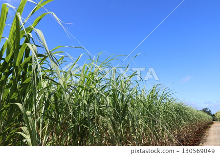 Okinawa's sugar cane field Okinawa's sugar cane field 130569049