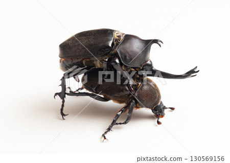 夏日英雄:孩子們喜歡犀牛甲蟲的交配 夏日英雄:孩子們喜歡犀牛甲蟲的交配 130569156