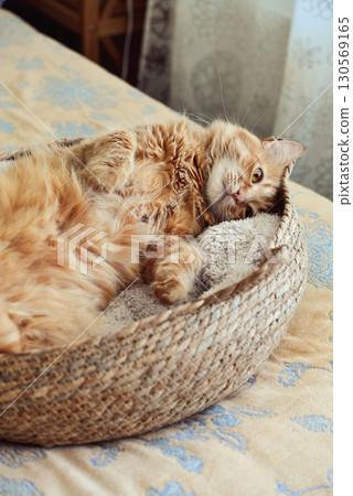 Cute ginger cat laing in his soft cozy round woven cat bed 130569165