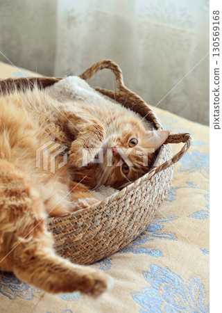 Cute ginger cat laing in his soft cozy round woven cat bed 130569168