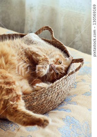 Cute ginger cat laing in his soft cozy round woven cat bed Cute ginger cat laing in his soft cozy round woven cat bed 130569169