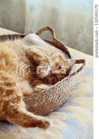 Cute ginger cat laing in his soft cozy round woven cat bed Cute ginger cat laing in his soft cozy round woven cat bed 130569170