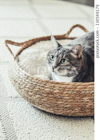 Cute grey tabby cat laing in his soft cozy round woven cat bed 130569178