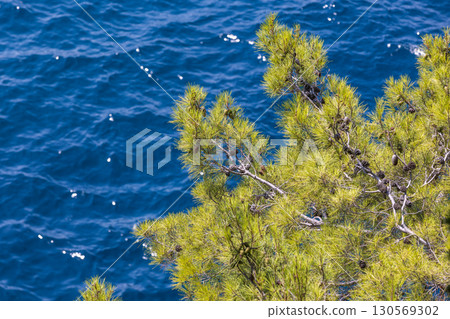 A beautiful green pine tree with cones contrasts with the deep blue sea waters A beautiful green pine tree with cones contrasts with the deep blue sea waters 130569302