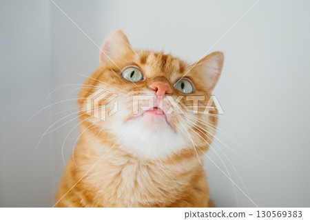 Orange cat with green eyes face looking up close up 130569383