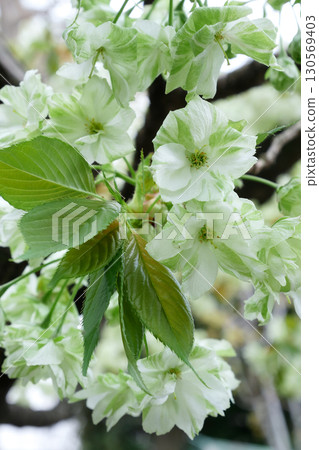 Green cherry blossoms in full bloom - Goiyozakura ~ 3:2 version Green cherry blossoms in full bloom - Goiyozakura ~ 3:2 version 130569403