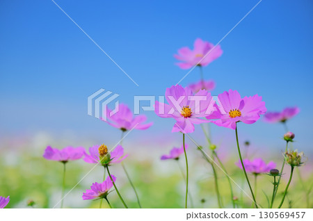 秋日晴朗天空下的波斯菊風景 130569457