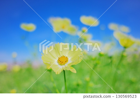 黃色的波斯菊和藍天 130569523