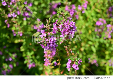 Lythrum salicaria (Lythraceae) perennial plant 130569536