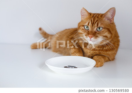 Adult cute hungry ginger cat waiting for food near empty bowl Adult cute hungry ginger cat waiting for food near empty bowl 130569580