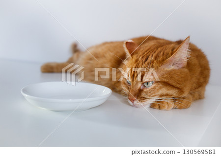 Adult hungry ginger cat waiting for food near an empty bowl close up 130569581