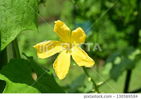 Loofah (Cucurbitaceae) yellow flower 130569584