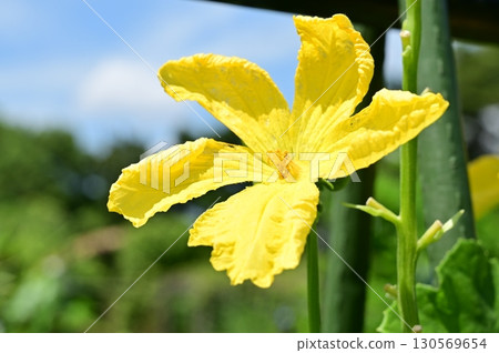 Loofah (Cucurbitaceae) yellow flower 130569654