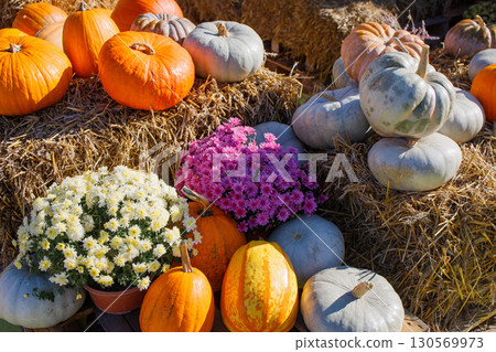 Many different pumpkins and chrysanthemums on the hay on autumn festival. Fall mood, harvest holidays, farm market concept. Many different pumpkins and chrysanthemums on the hay on autumn festival. Fall mood, harvest holidays, farm market concept. 130569973