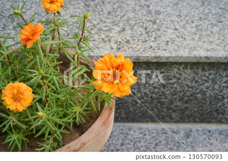 Portulaca plant with orange flowers and succulent green leaves grows in a pot against grey granite steps, close-up. Copy space on the side. Bright, colorful, contrast photo. Horizontal image. 130570093