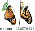 Monarch butterfly emerging from its chrysalis, transformation and new beginnings concept, isolated on transparent background 130570431