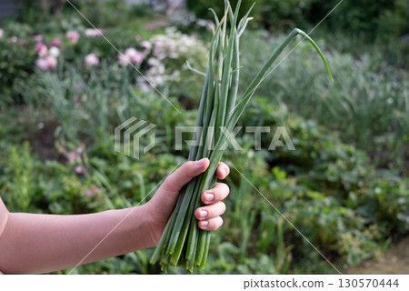 Freshly harvested green onions held by hand amidst a vibrant garden in spring Freshly harvested green onions held by hand amidst a vibrant garden in spring 130570444