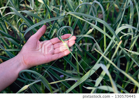 Hand gently touching garlic scapes in an organic garden during a sunny afternoon, showcasing sustainable farming practices Hand gently touching garlic scapes in an organic garden during a sunny afternoon, showcasing sustainable farming practices 130570445