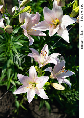 Pink lilies bloom in a vibrant garden during the summer, showcasing delicate petals and lush green foliage that enhances their beauty 130570449