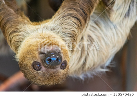 Friends at the petting zoo 130570480