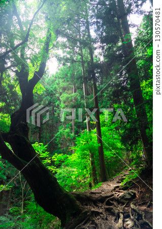 Forest of Life, Mt. Mitake Forest of Life, Mt. Mitake 130570481