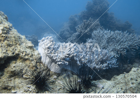 Corals and sea urchins on a coral reef at the bottom of the South China Sea in Vietnam 130570504