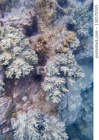 Underwater top view of a coral reef in the South China Sea in Vietnam 130570505