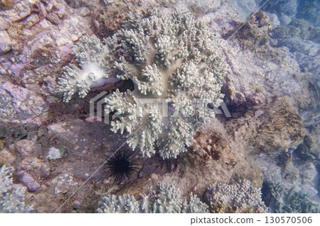 Underwater top view of a coral reef in the South China Sea in Vietnam 130570506