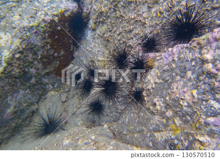 Rows of sea urchins next to starfish on a coral reef at the bottom of the South China Sea in Vietnam 130570510