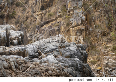 Birds on coastal cliffs in the South China Sea in Vietnam 130570511