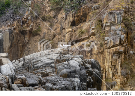 Birds on coastal cliffs in the South China Sea in Vietnam Birds on coastal cliffs in the South China Sea in Vietnam 130570512