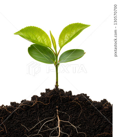 A young plant with roots in the soil, ideal for showing growth, resilience and new life. The image is suitable for environmental, horticulture, and business development projects. A young plant with roots in the soil, ideal for showing growth, resilience and new life. The image is suitable for environmental, horticulture, and business development projects. 130570700