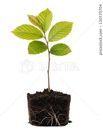 A young plant with roots in the soil, ideal for showing growth, resilience and new life. The image is suitable for environmental, horticulture, and business development projects. A young plant with roots in the soil, ideal for showing growth, resilience and new life. The image is suitable for environmental, horticulture, and business development projects. 130570704