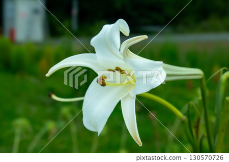  白花 130570726