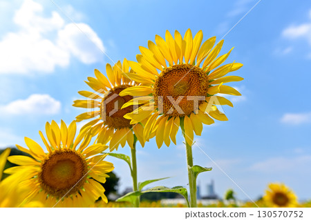 Sunflowers blooming towards the blue sky Sunflowers blooming towards the blue sky 130570752