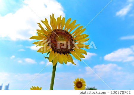 Sunflowers blooming towards the blue sky 130570761