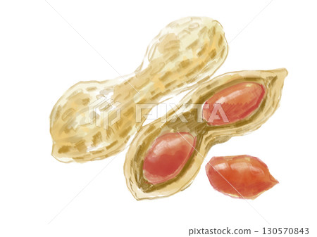 Hand-drawn watercolor illustration of delicious cracked peanuts and nuts Hand-drawn watercolor illustration of delicious cracked peanuts and nuts 130570843