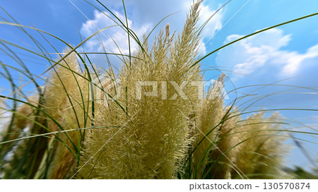 Panpasugurasu Panpasugurasu 130570874