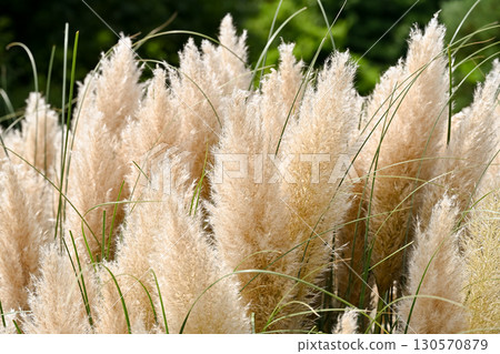 Pampasgrass 130570879