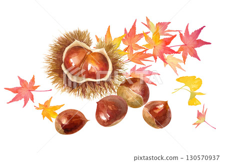 秋天的味道。楓葉和栗子的水彩插圖。 秋天的味道。楓葉和栗子的水彩插圖。 130570937