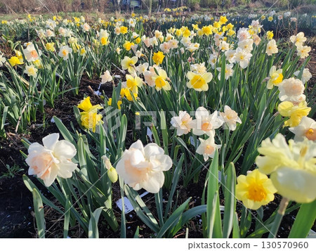 Blooming daffodil flowers with yellow, pink, white petals on green stem blooming and growing in ground in garden on sunny spring day. Selection breeding of flowers. Agricultural farming and gardening Blooming daffodil flowers with yellow, pink, white petals on green stem blooming and growing in ground in garden on sunny spring day. Selection breeding of flowers. Agricultural farming and gardening 130570960