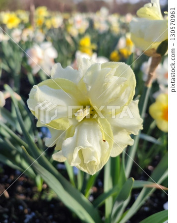 Blooming flower yellow daffodil variety Sunny Side Up with drops of morning dew on petals growing in ground in garden meadow on sunny spring day. Selection, breeding of flowers. Nature 130570961